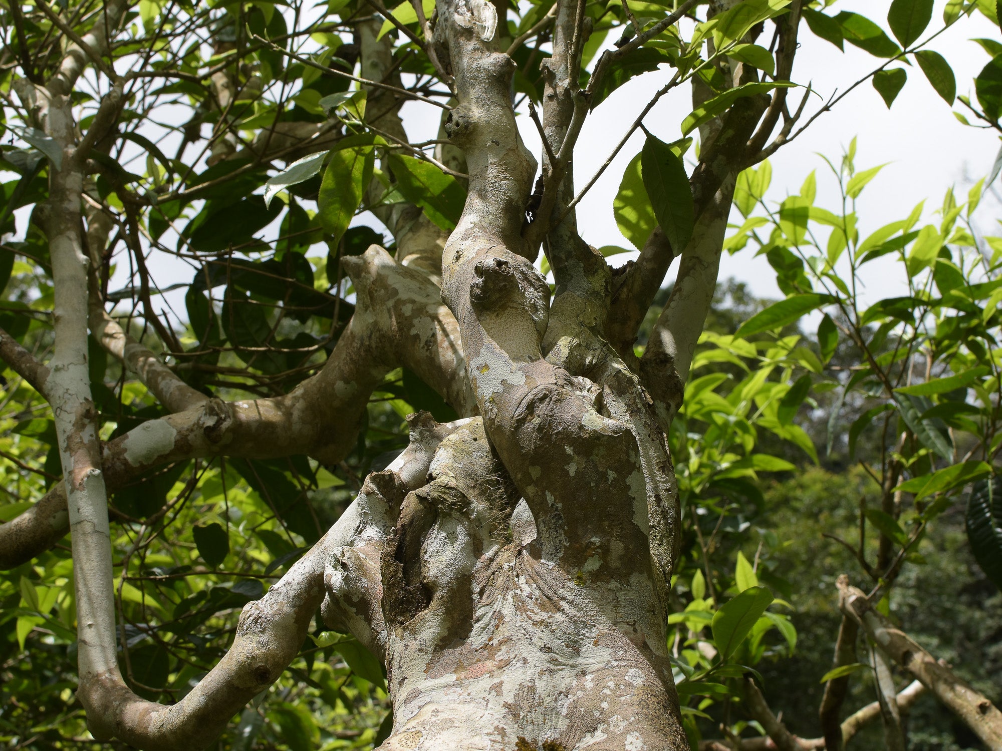 Arbol té negro plantacion tailandia