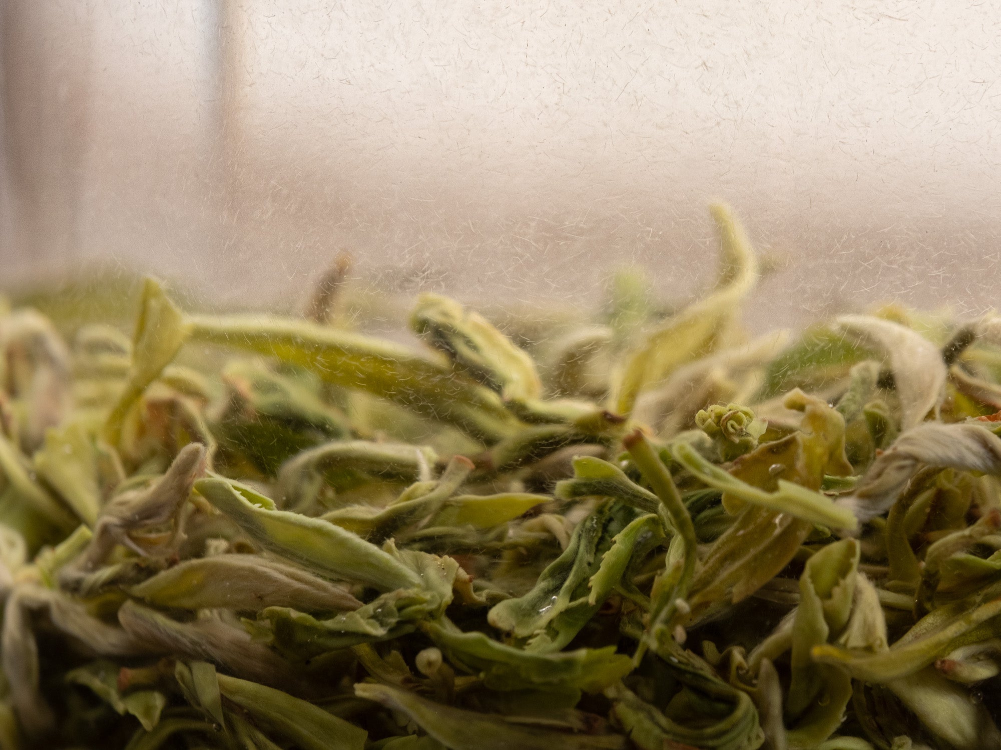 Infusión de té verde Bi Luo Chun de primavera en vaso alto