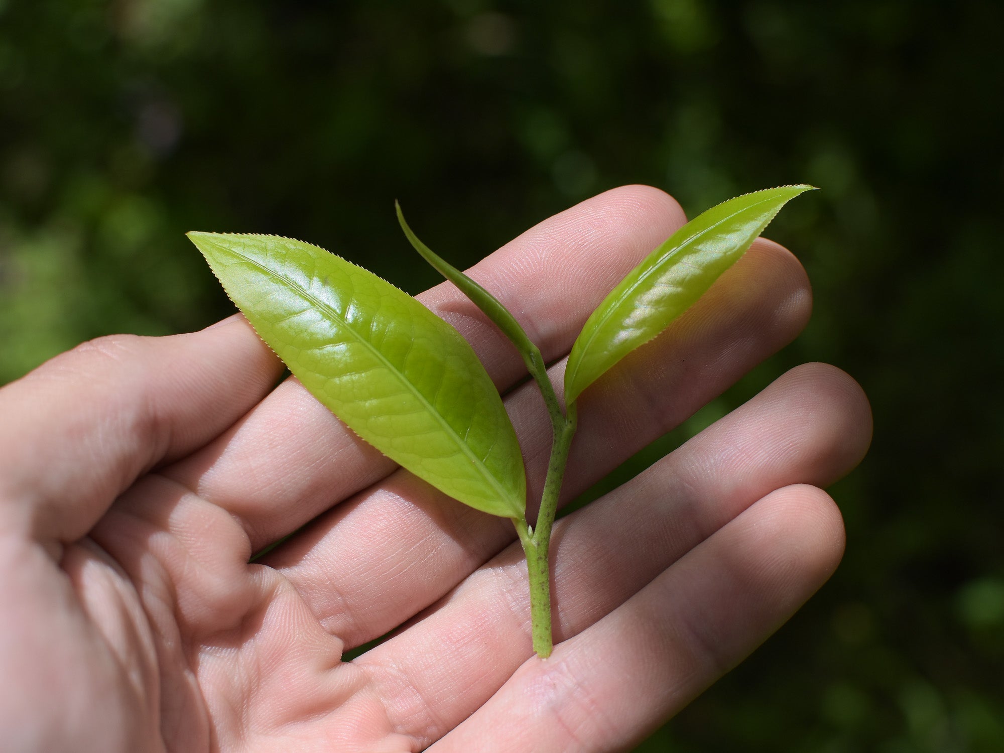 Brote y hojas de té negro de tailandia