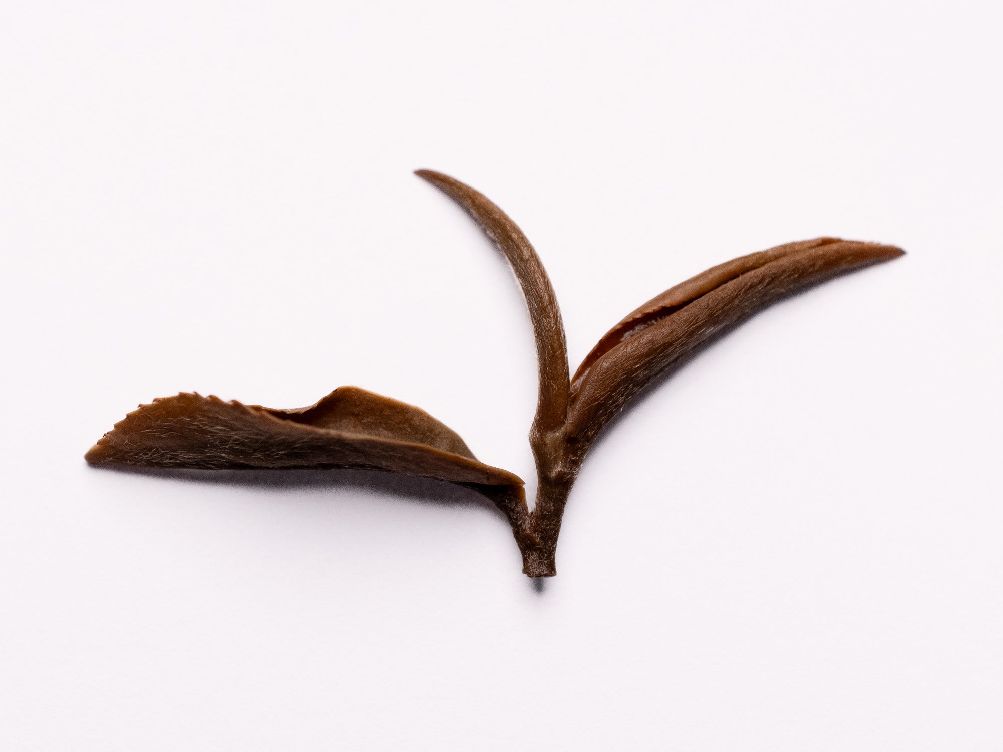 Brote y dos hojas de te Oolong Oriental Beauty