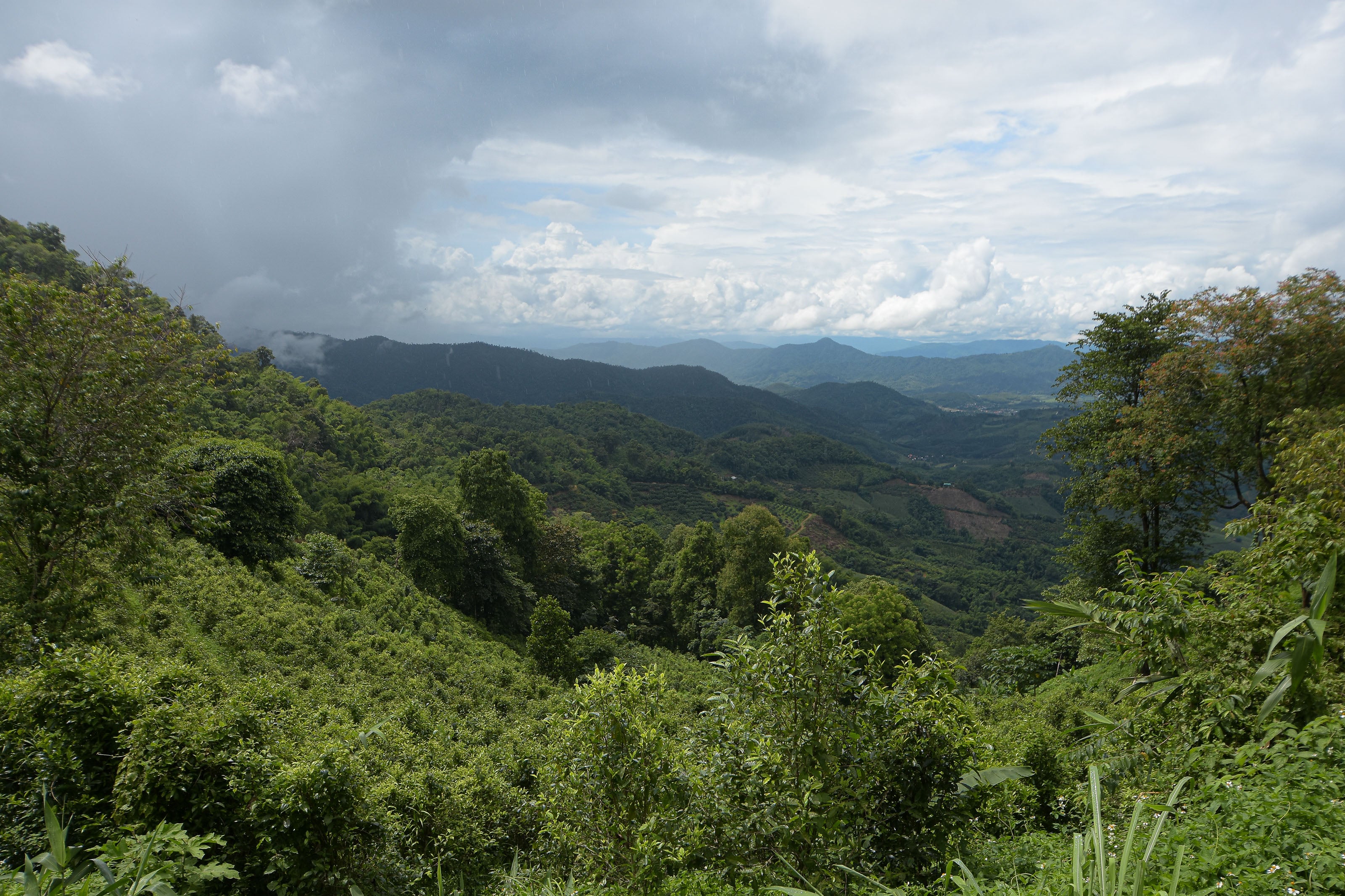 Plantación de té en Tailandia