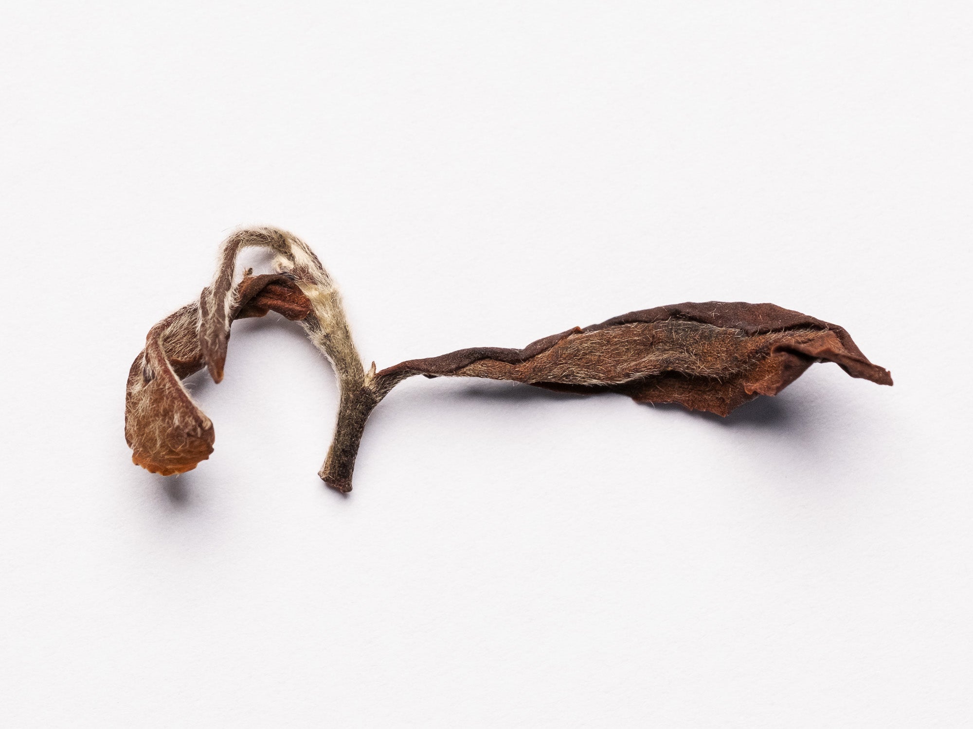 Hoja de te Oolong Oriental Beauty