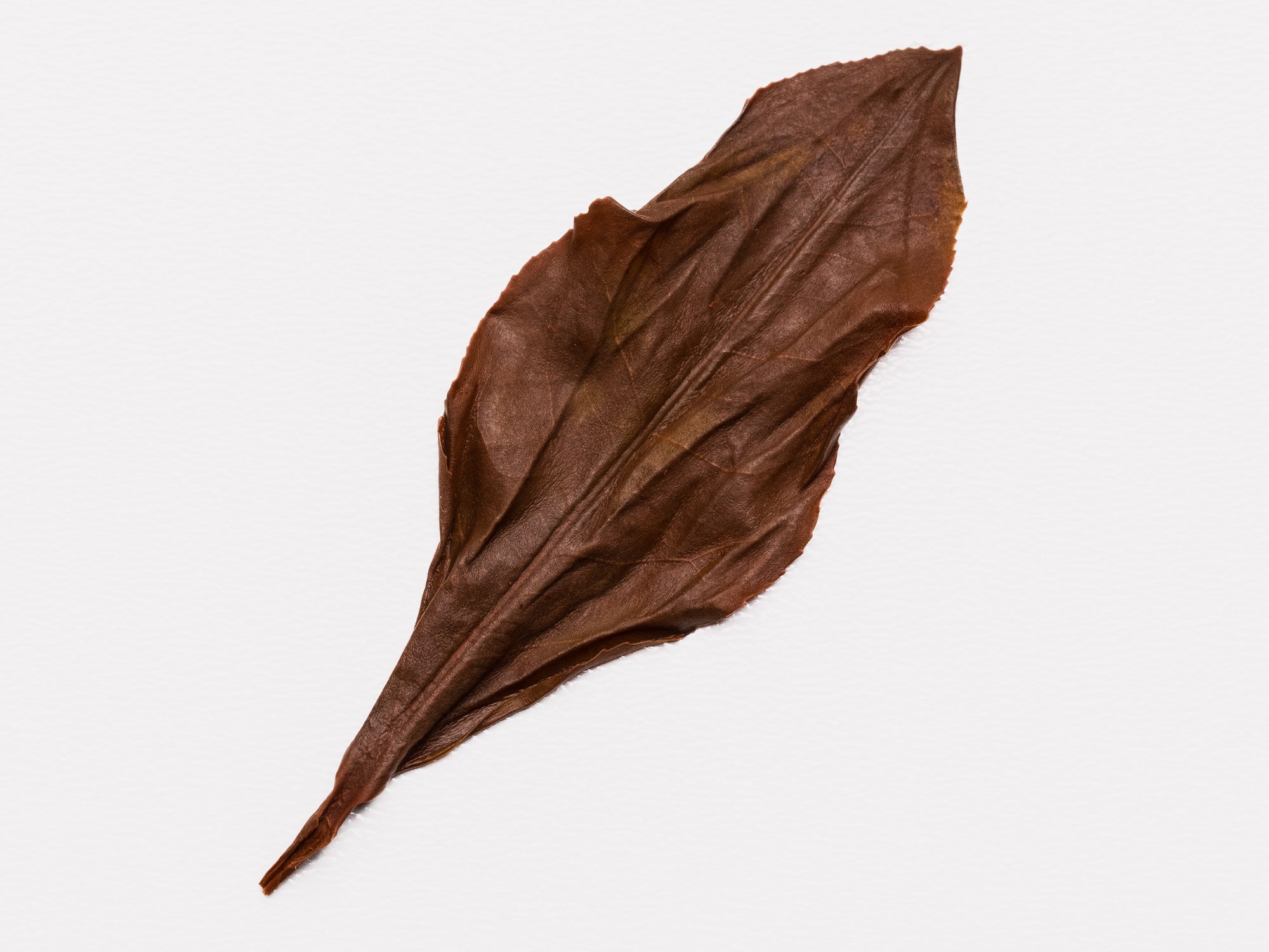 Hoja de te negro Ruby 18 mojada