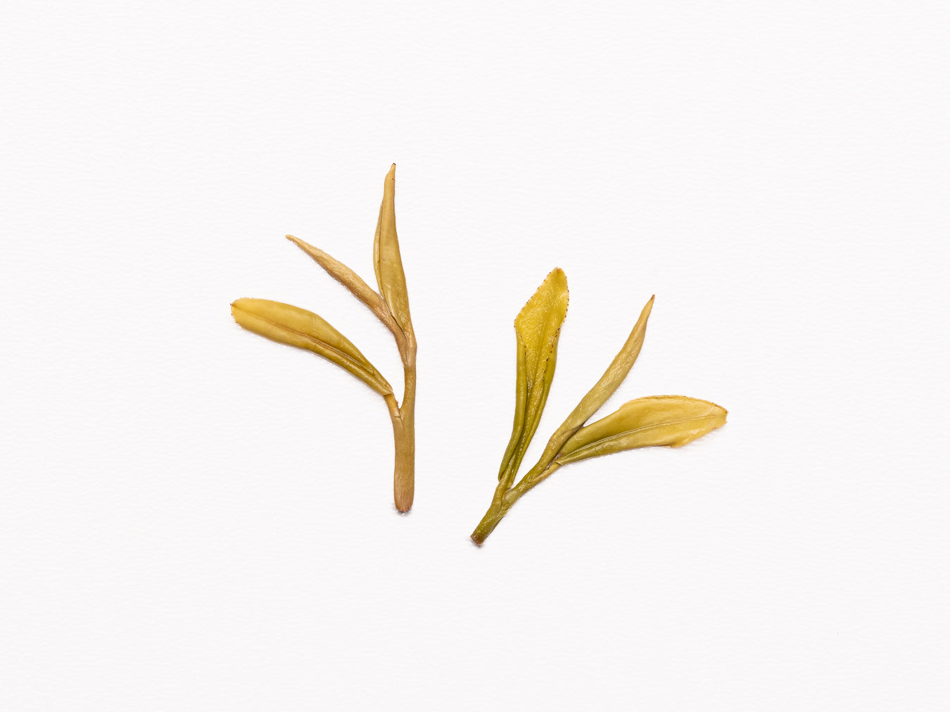 Huang Jin Ya Green Tea