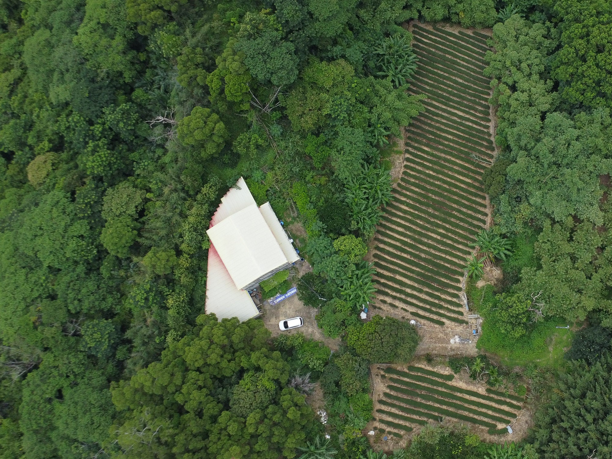 Plantacion Oolong Oriental Beauty