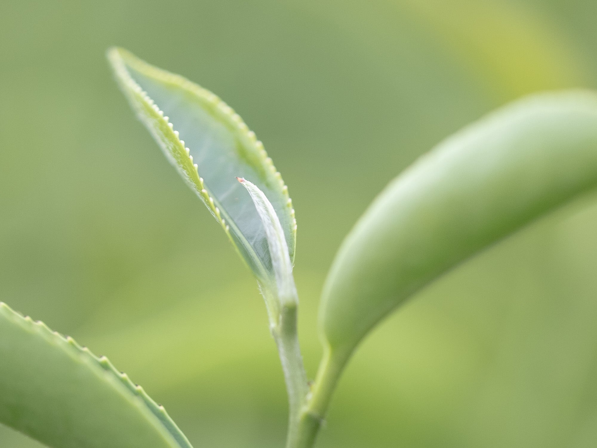 Plantacion Oolong Oriental Beauty brote