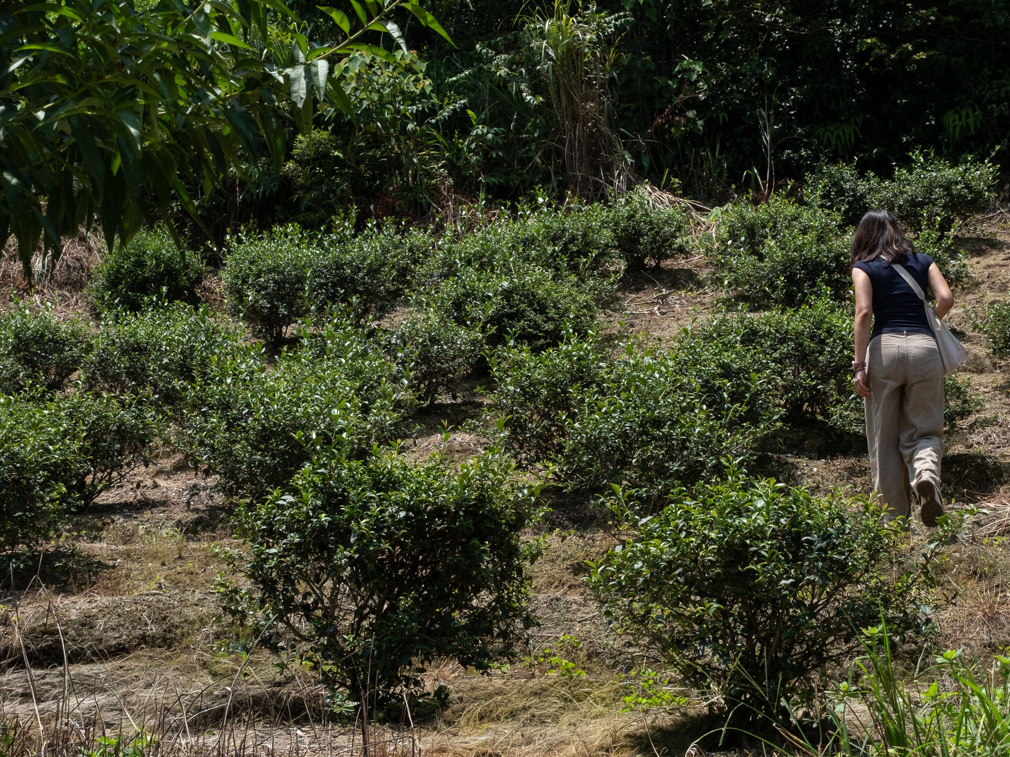 Plantacion Oolong Tie Kuan Yin Muzha