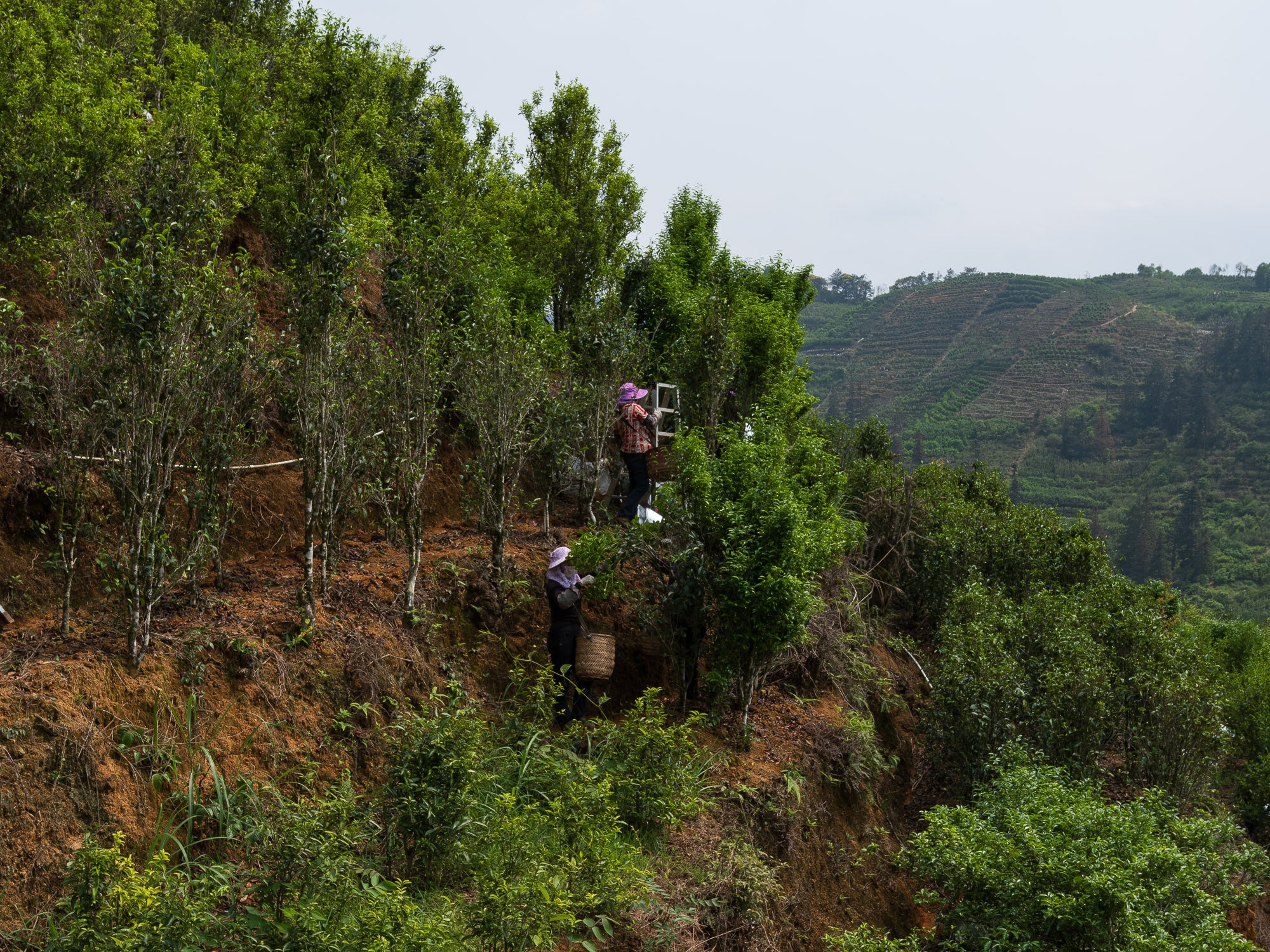 Plantación de té Oolong dancong Ao Fu Hou