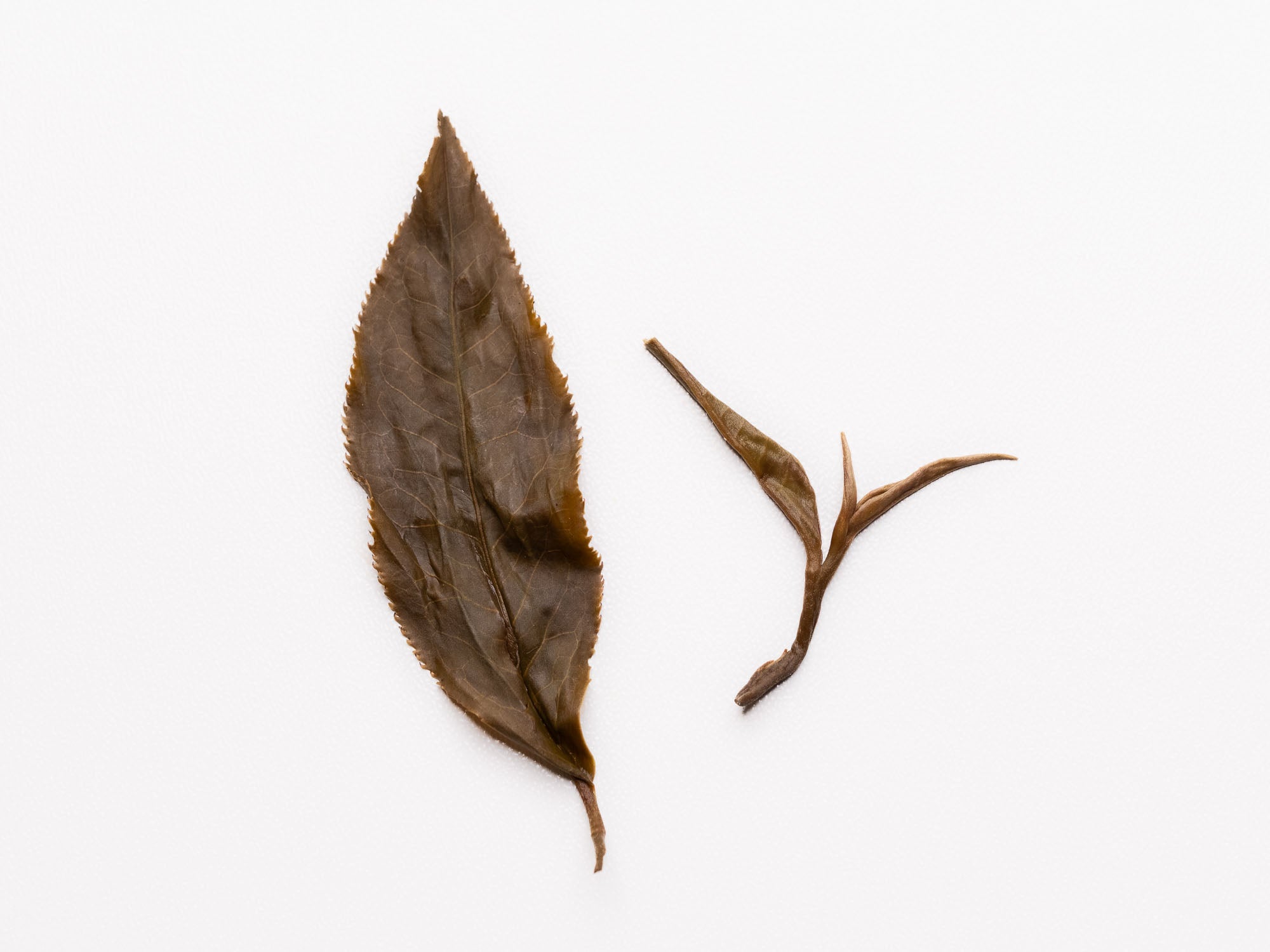 Té Pu-erh Sheng Gushu 2019