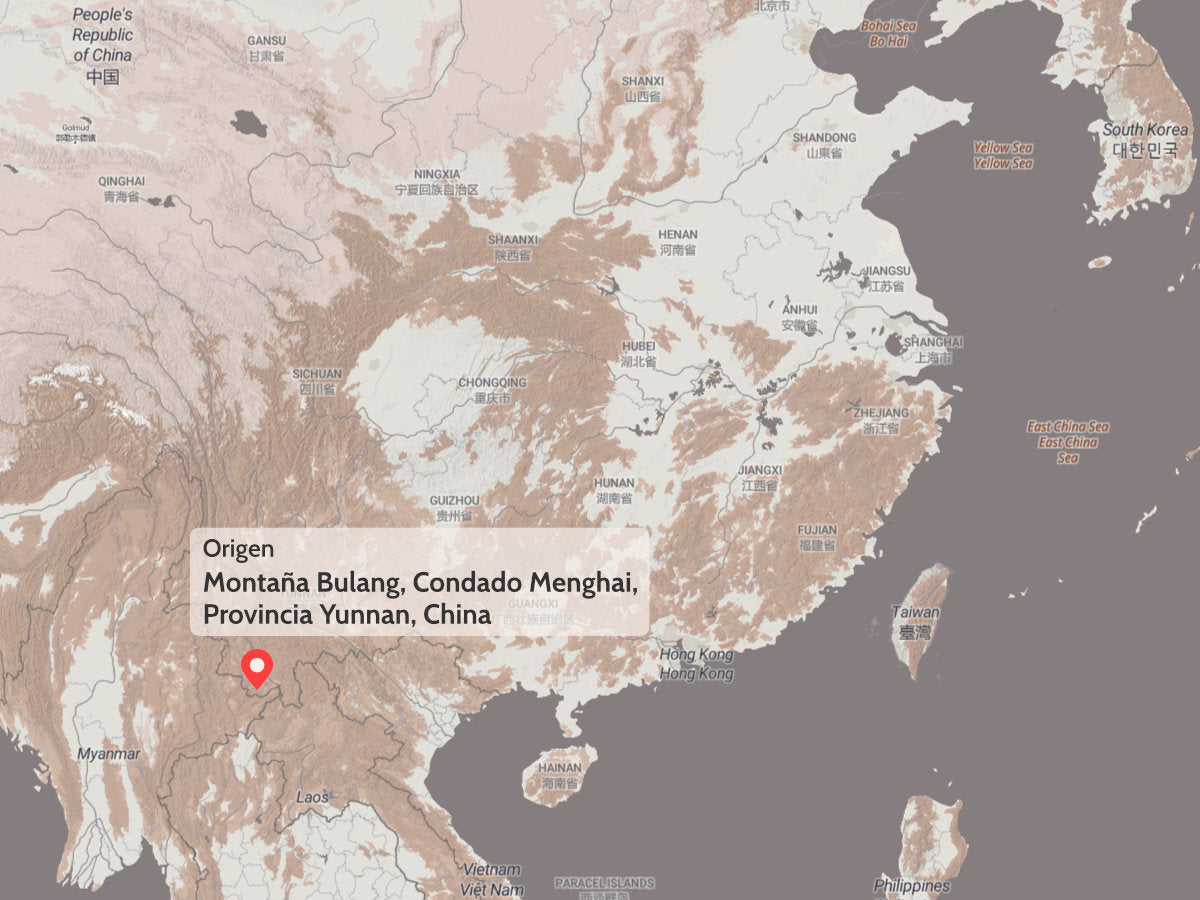 Té Pu-erh Sheng Gushu 2021