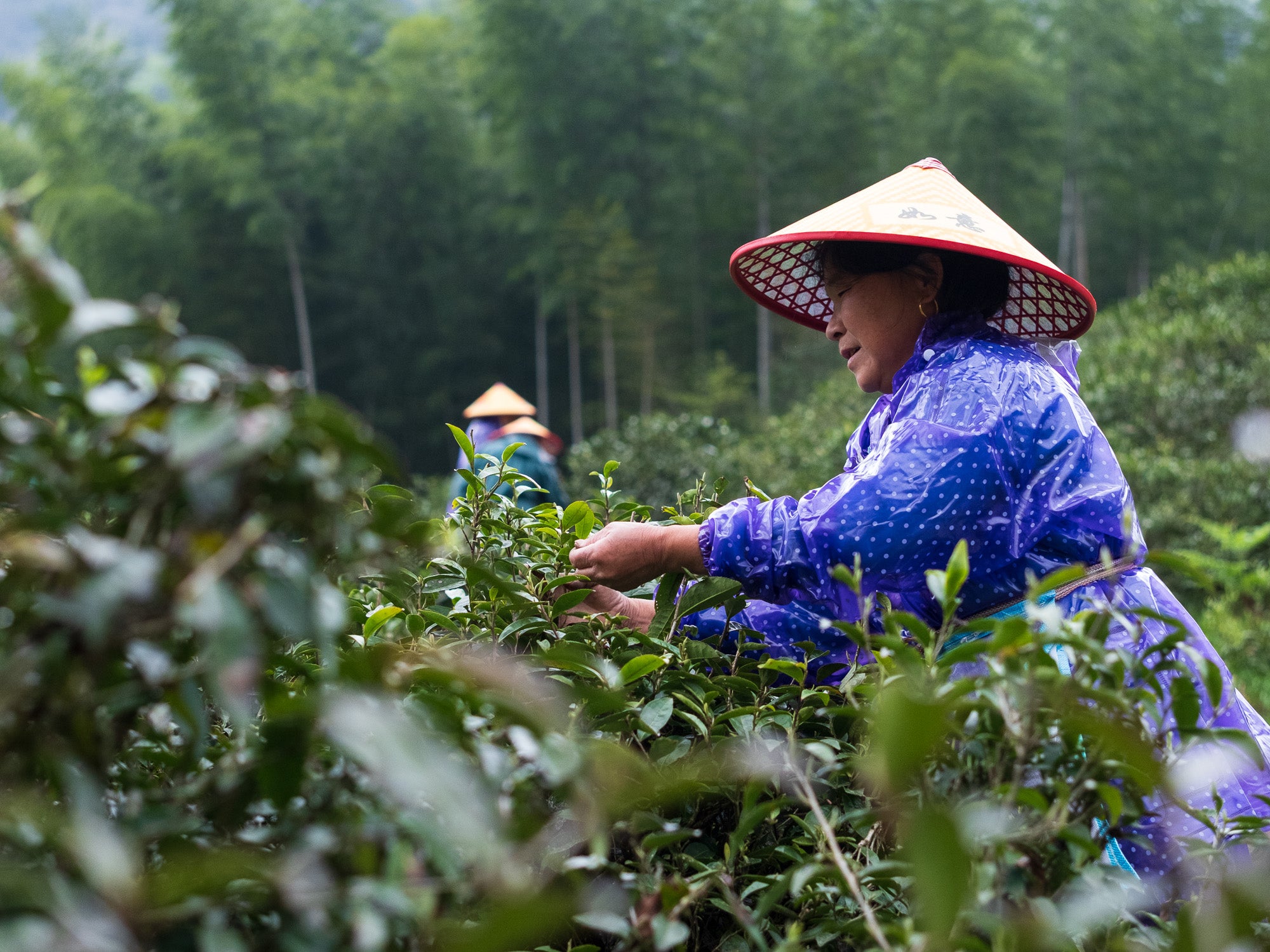 Té Negro Tongmuguan Árboles Centenarios