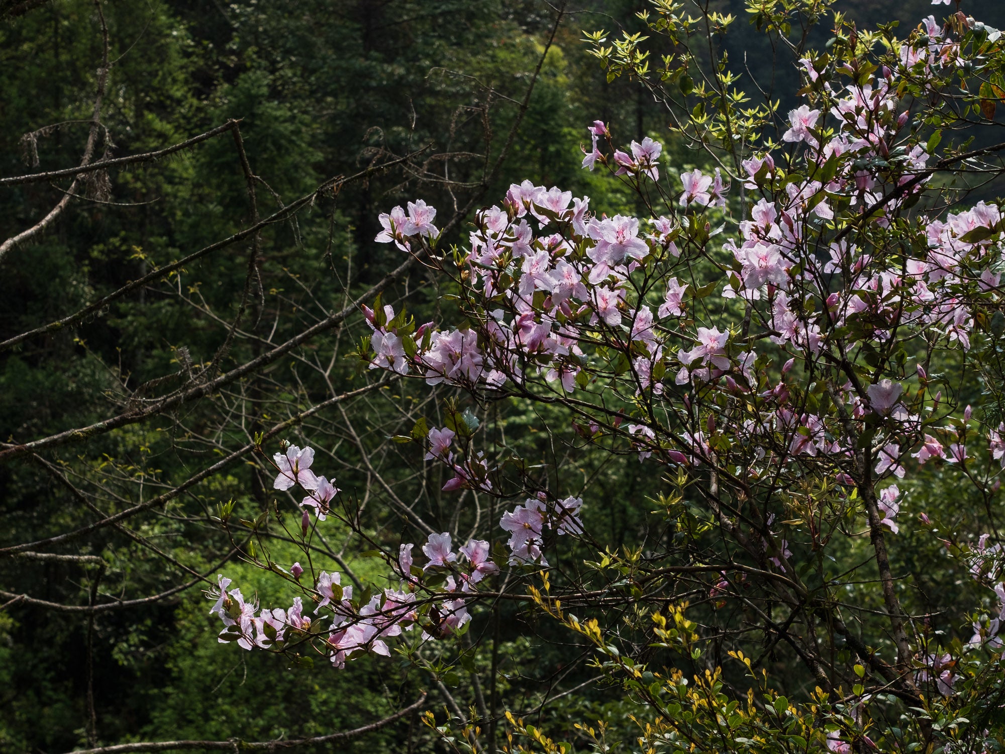 Té Negro Tongmuguan Árboles Centenarios - Floral