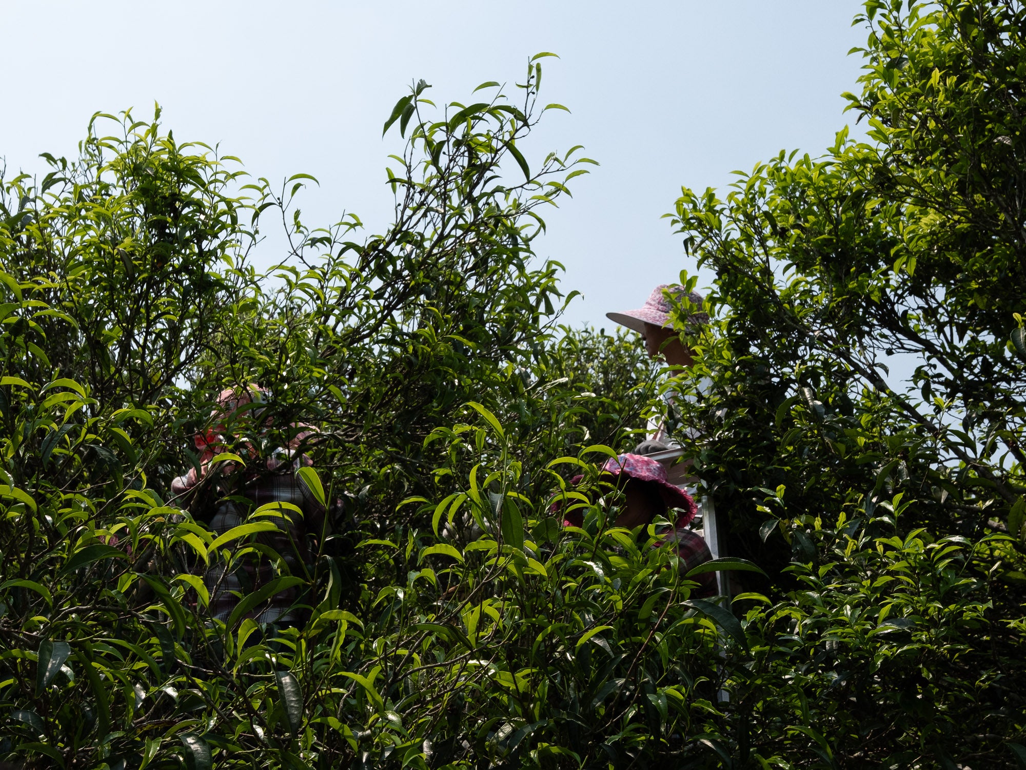 Té Oolong Dancong Mi Lan Xiang Laocong - Wudong