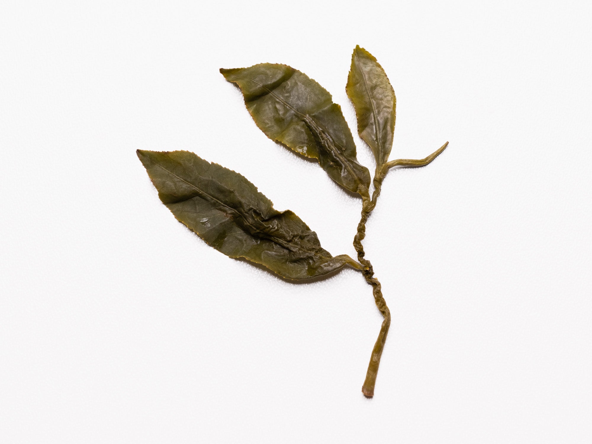 Te Oolong High Mountain brote y hojas