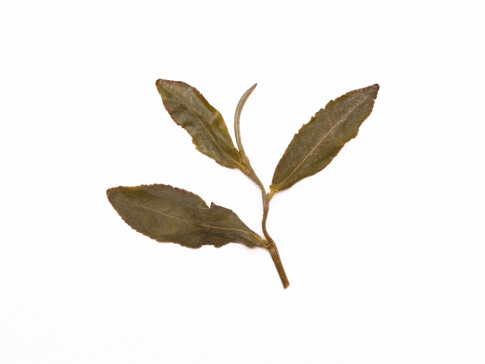 Té Oolong Ruan Zhi de Myanmar