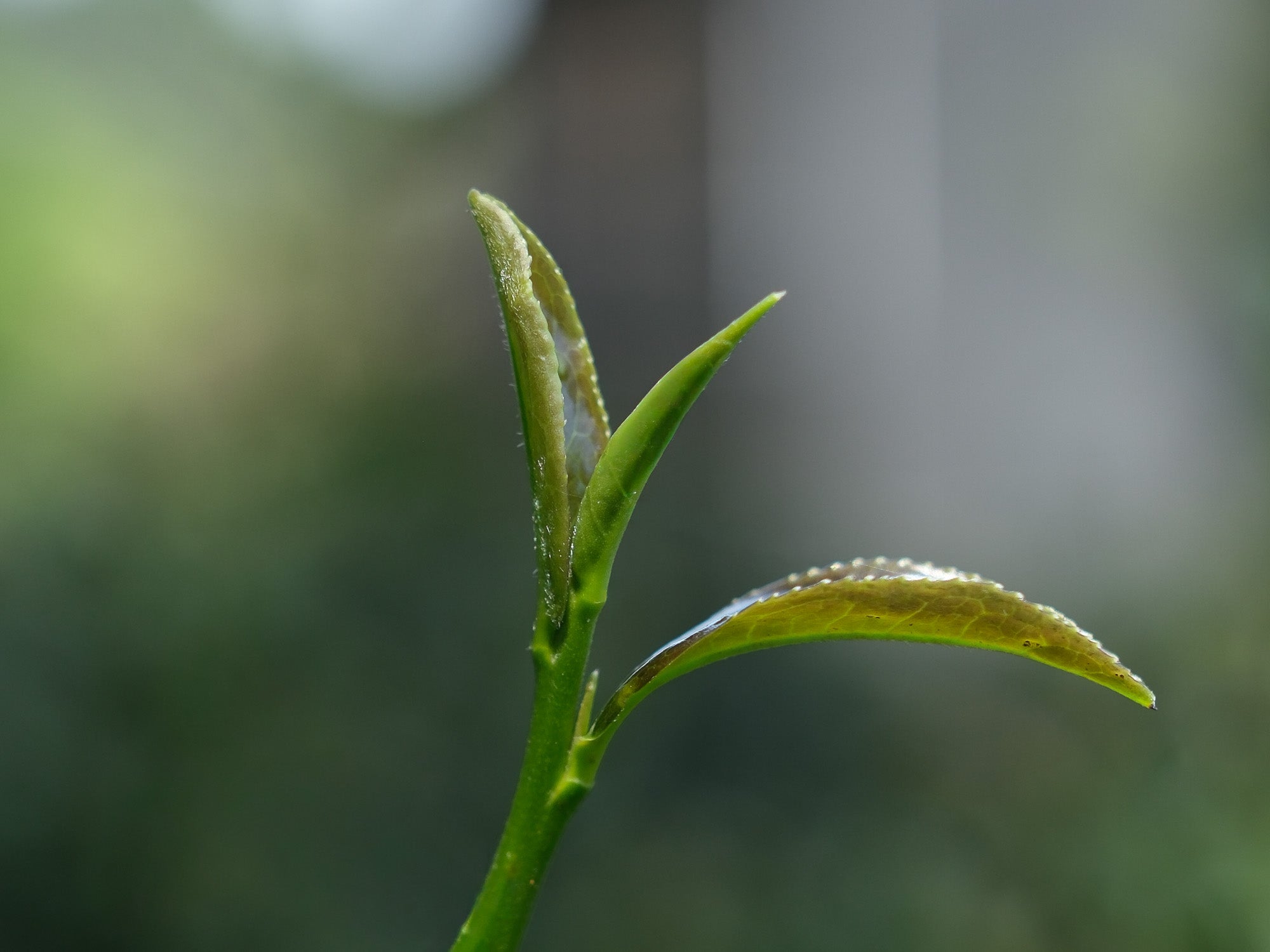 Te Oolong Tie Guan Yin brote