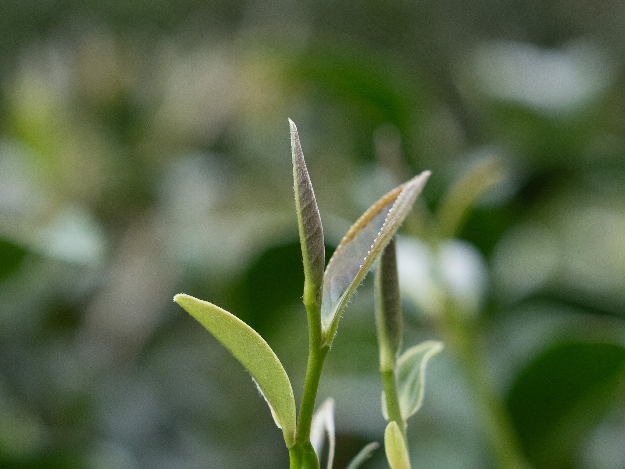 Té Oolong High Mountain Shanlinxi Taiwán