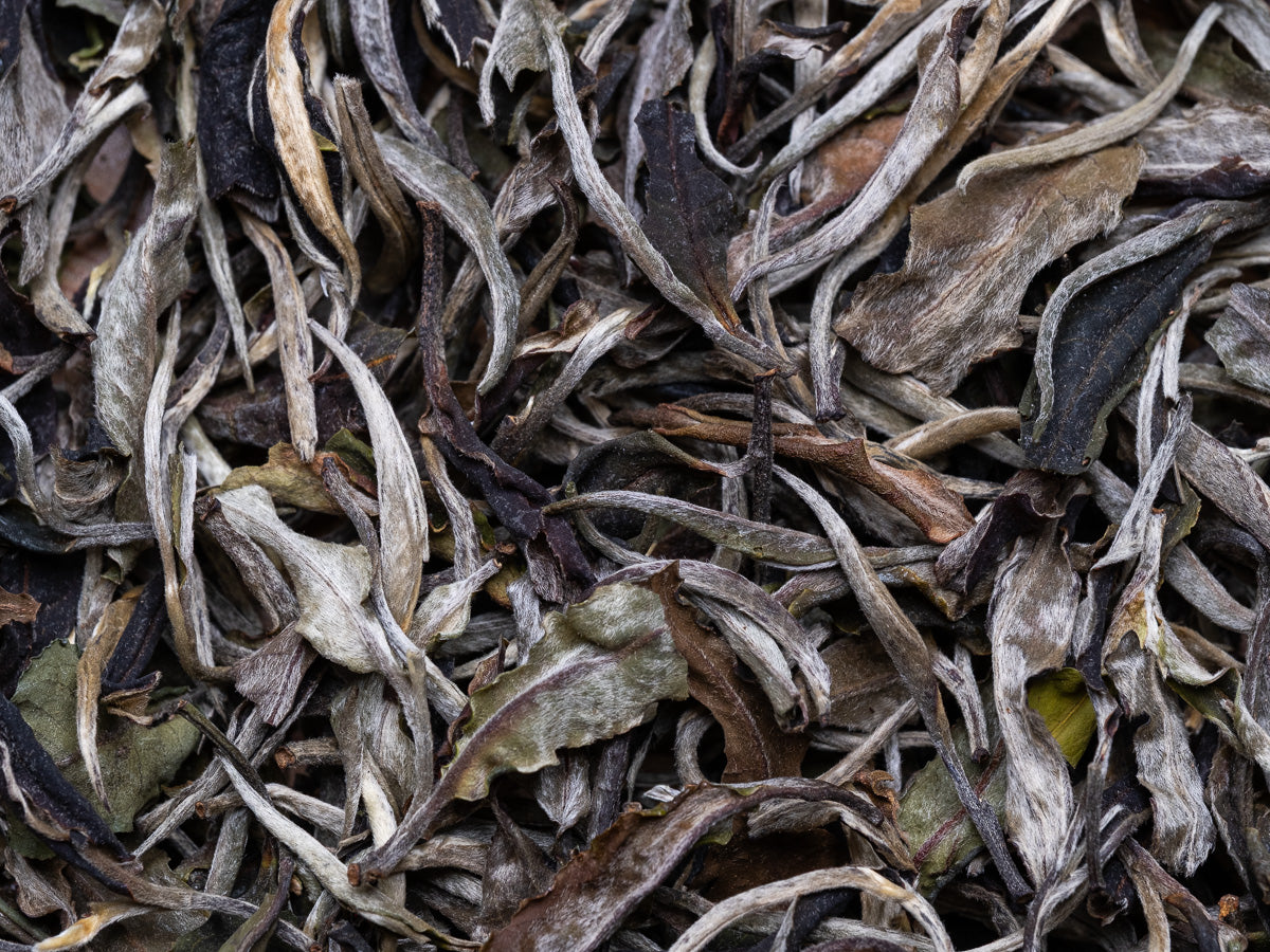 Té Blanco Bai Mu Dan Gushu