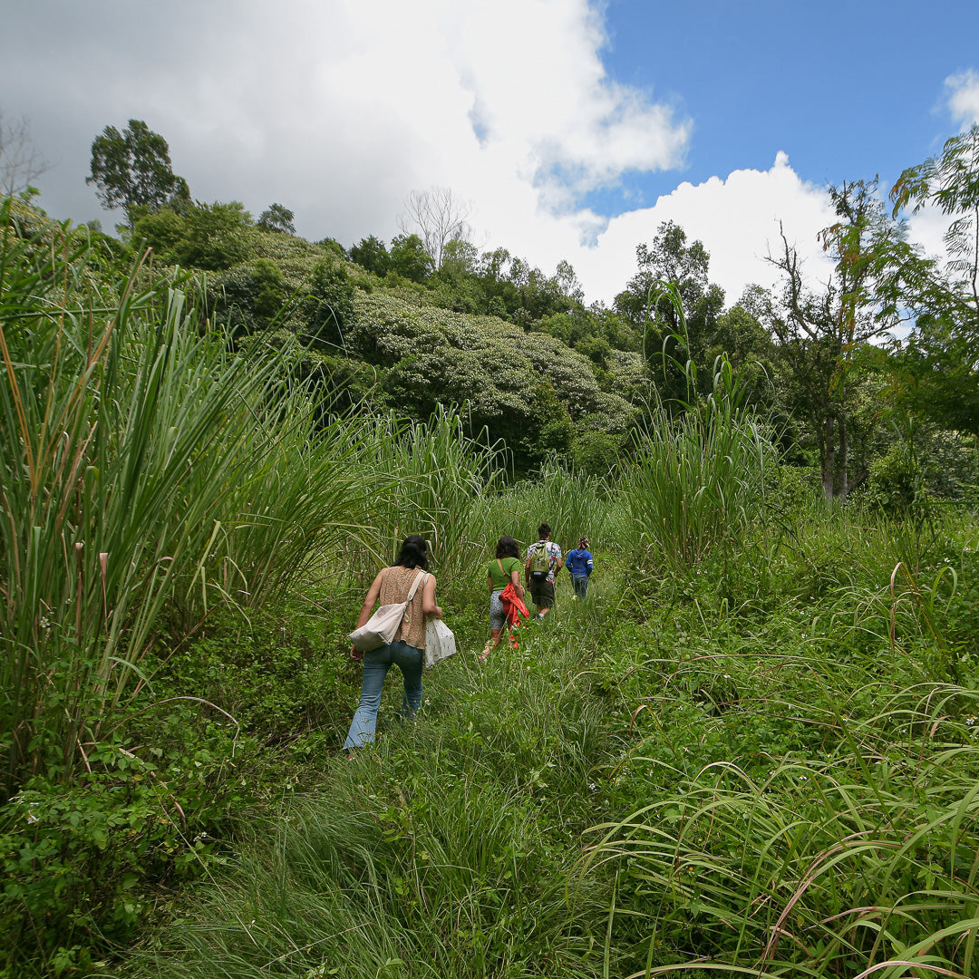 plantacion-te-tailandia