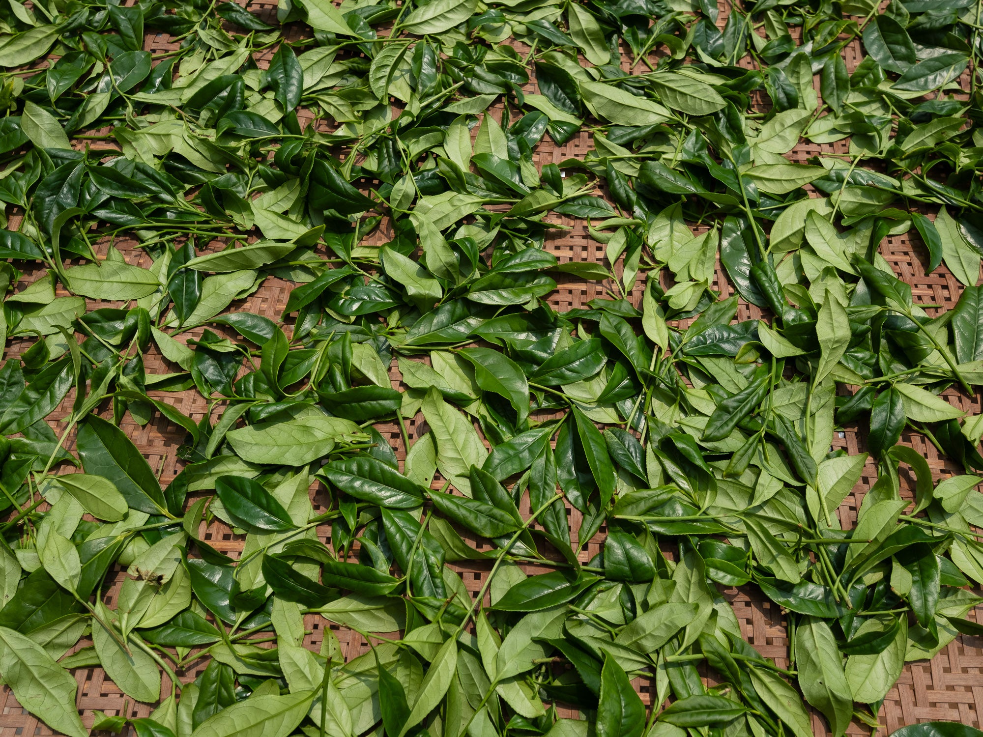 Hojas de té Oolong dancong Ao Fu Hou