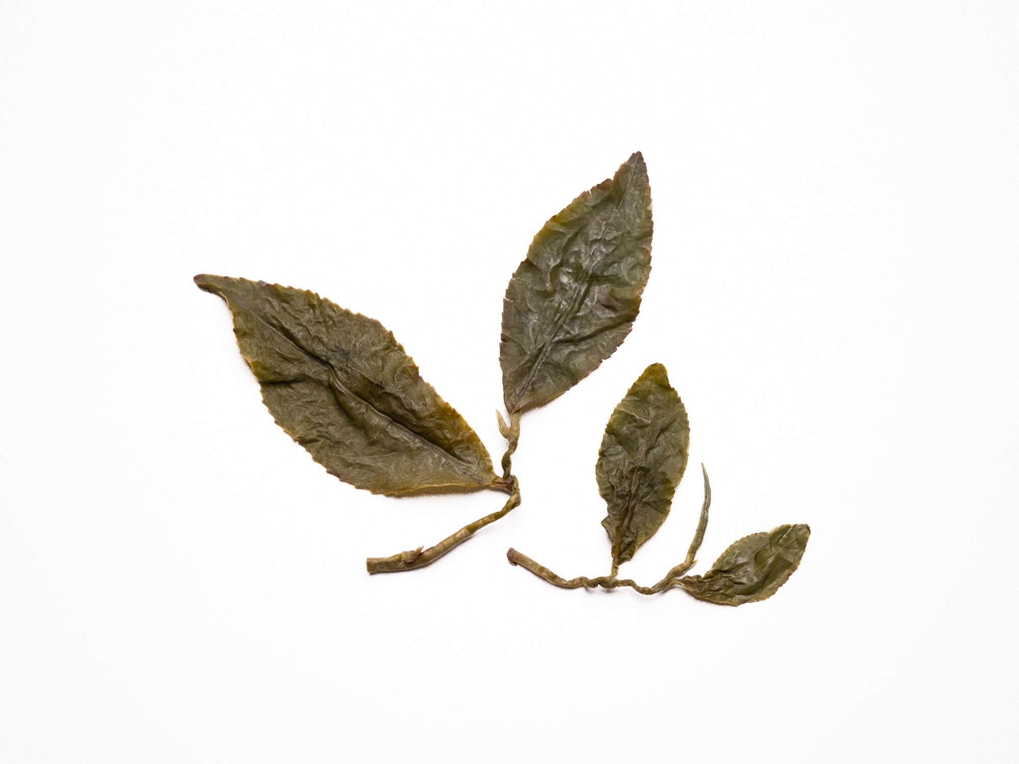 Hojas infusionadas de té oolong High Mountain de la montaña Qilai