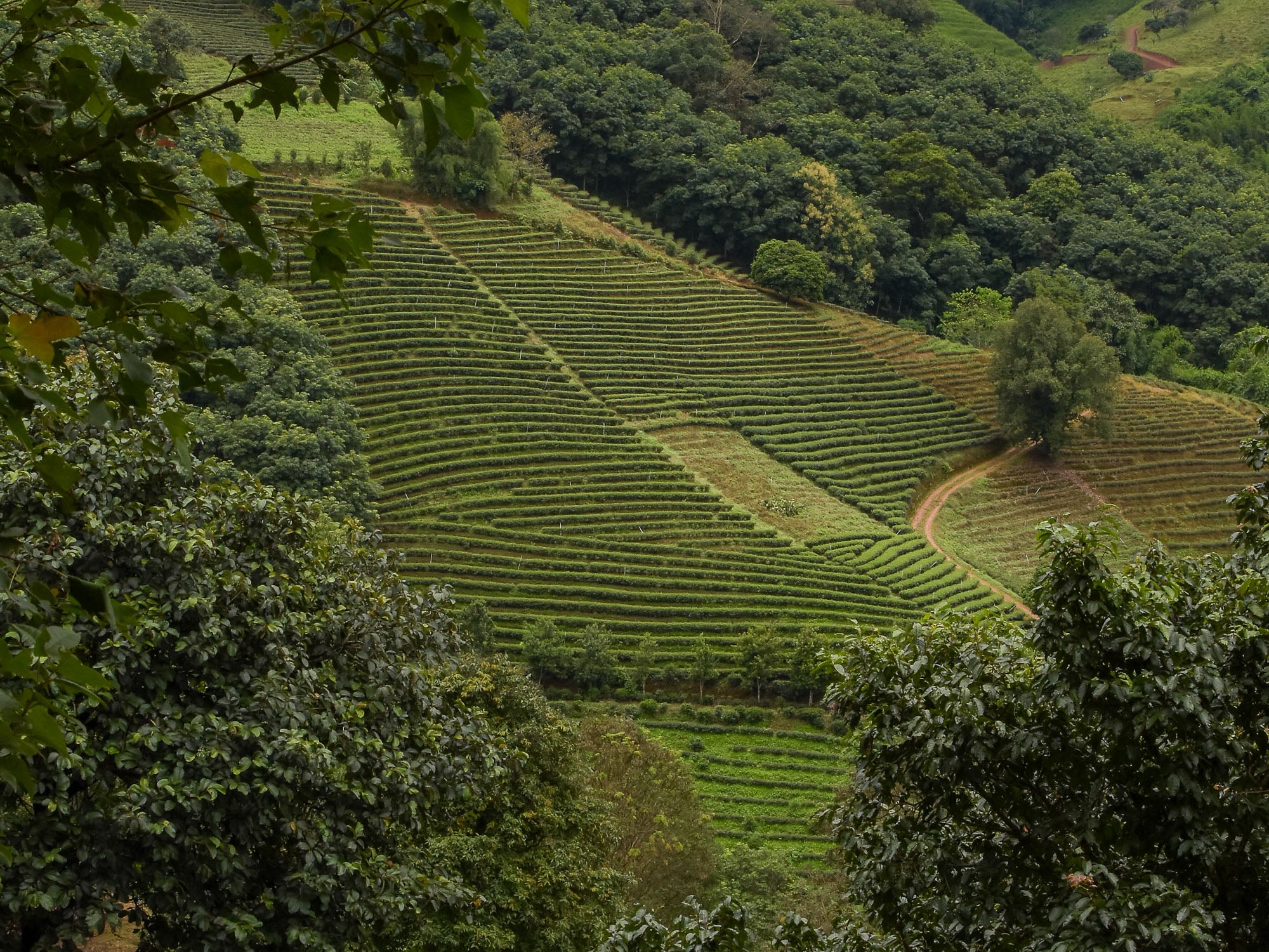 Té Oolong Rojo Jin Xuan de Tailandia