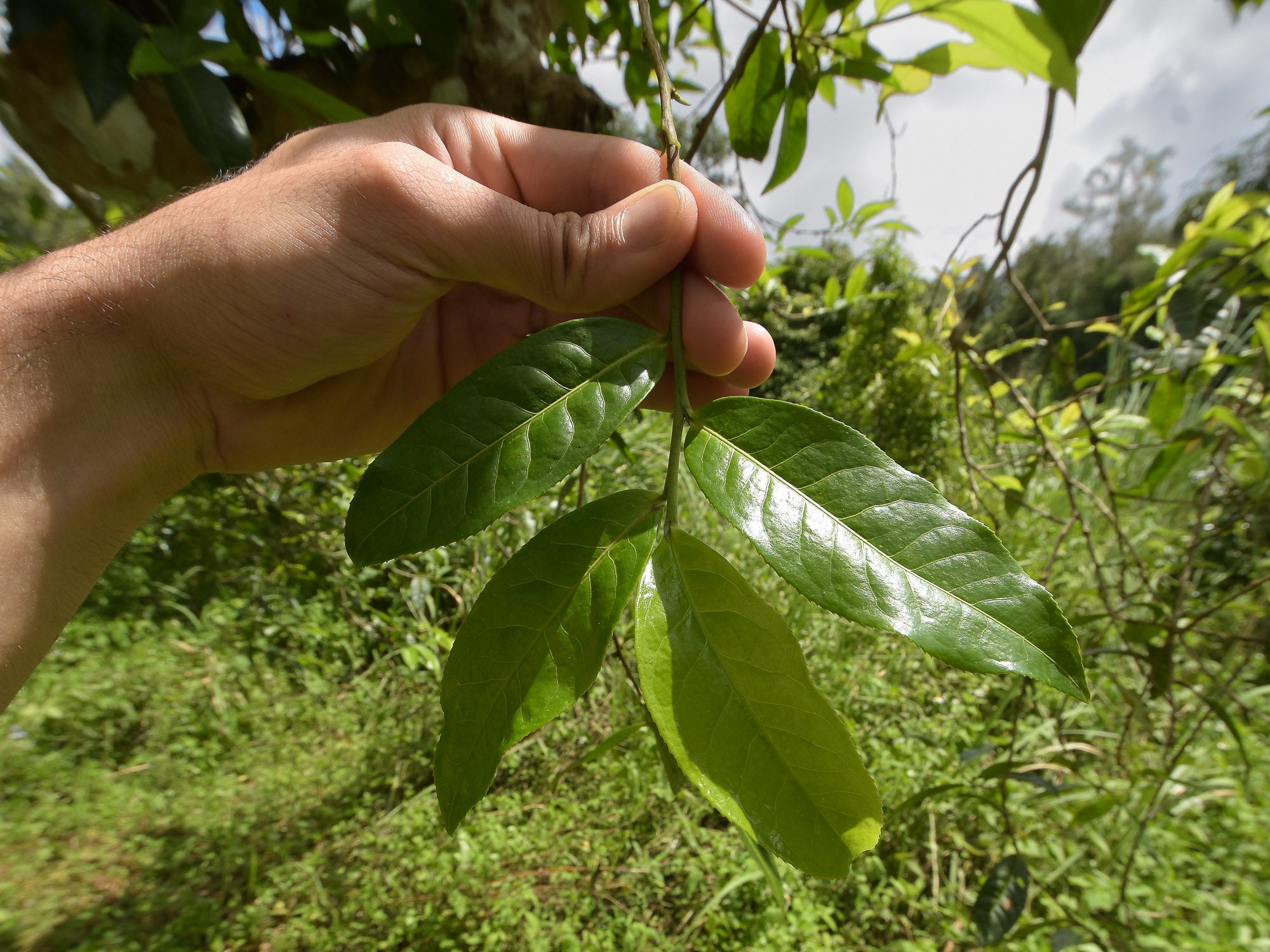 Té Pu-erh Shu 2013