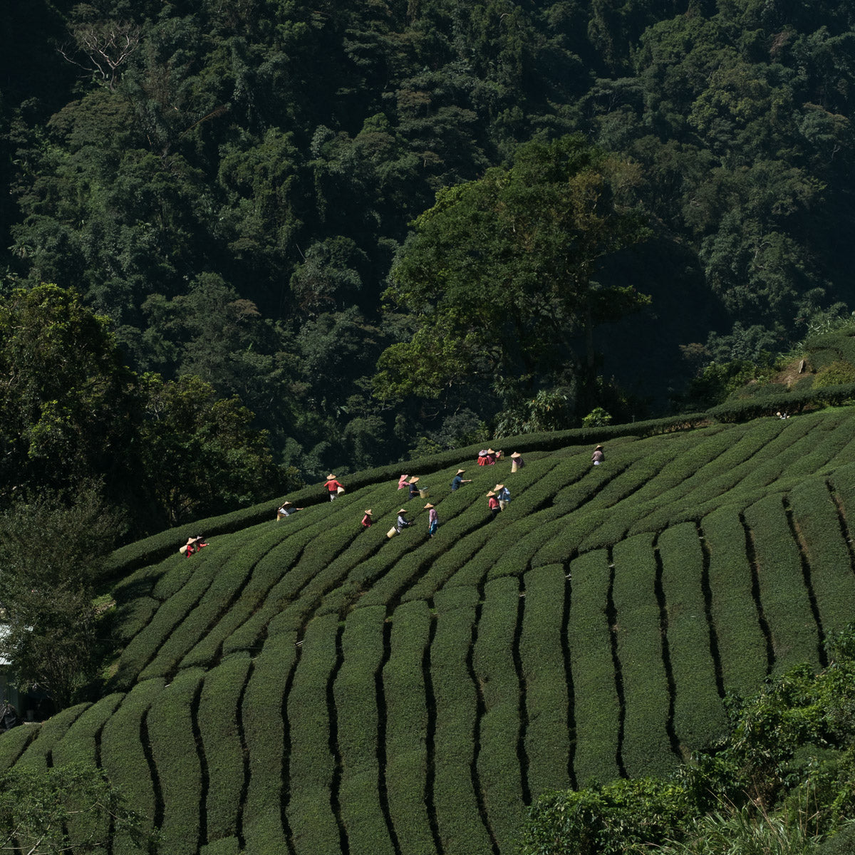 Plantación de té en Shanlinxi Taiwan