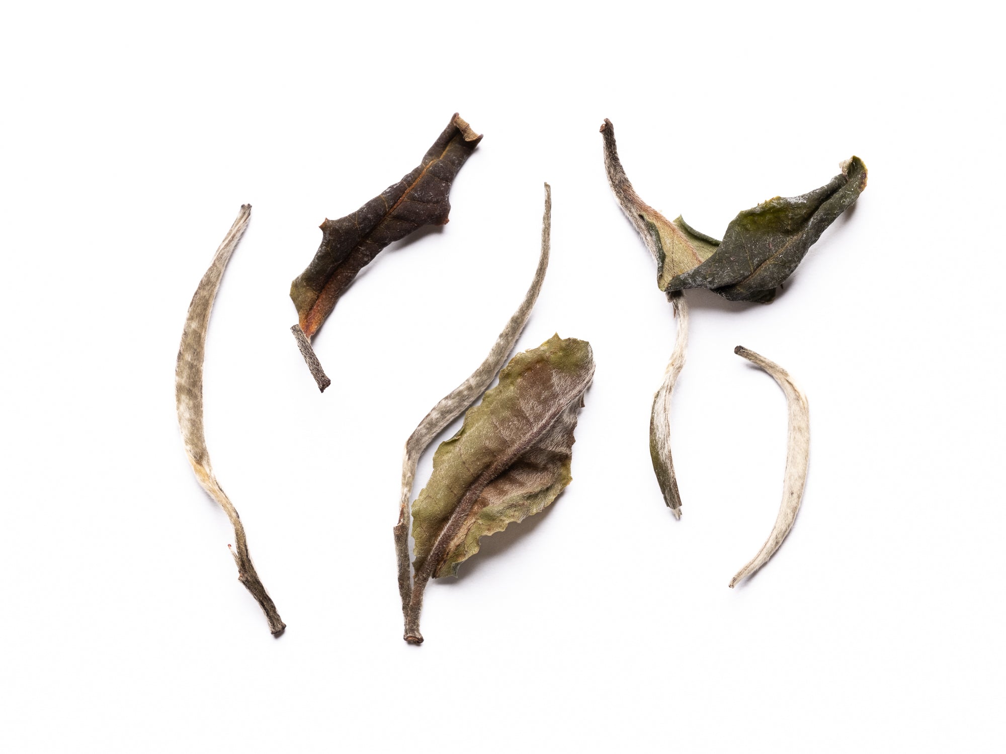 Té Blanco Bai Mu Dan Gushu
