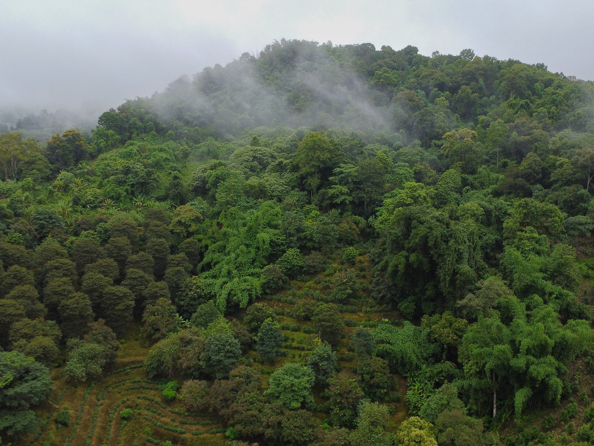 Té Blanco Bai Mu Dan Gushu