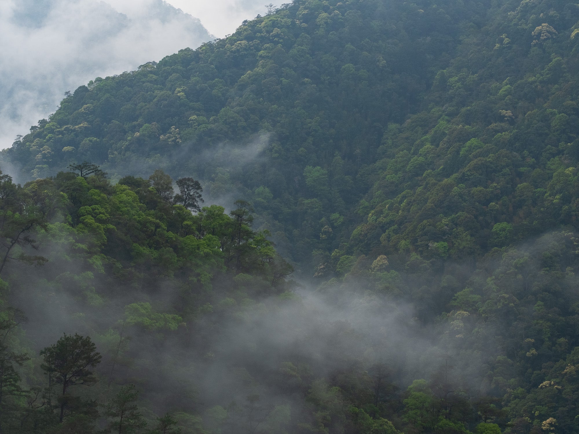 Té Negro Tongmuguan Árboles Centenarios