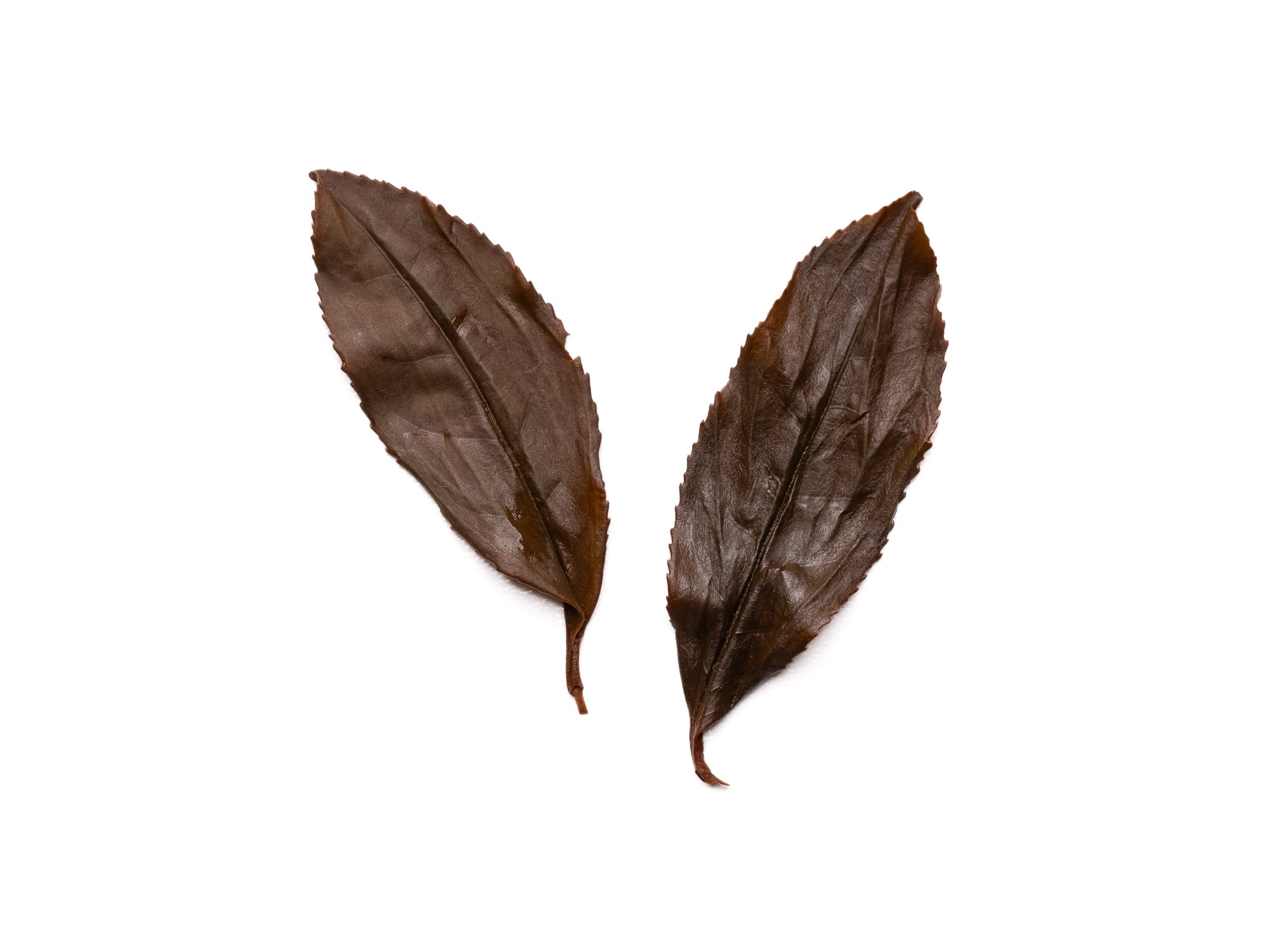 Hojas infusionadas de té negro de Tongmuguan de árboles centenarios