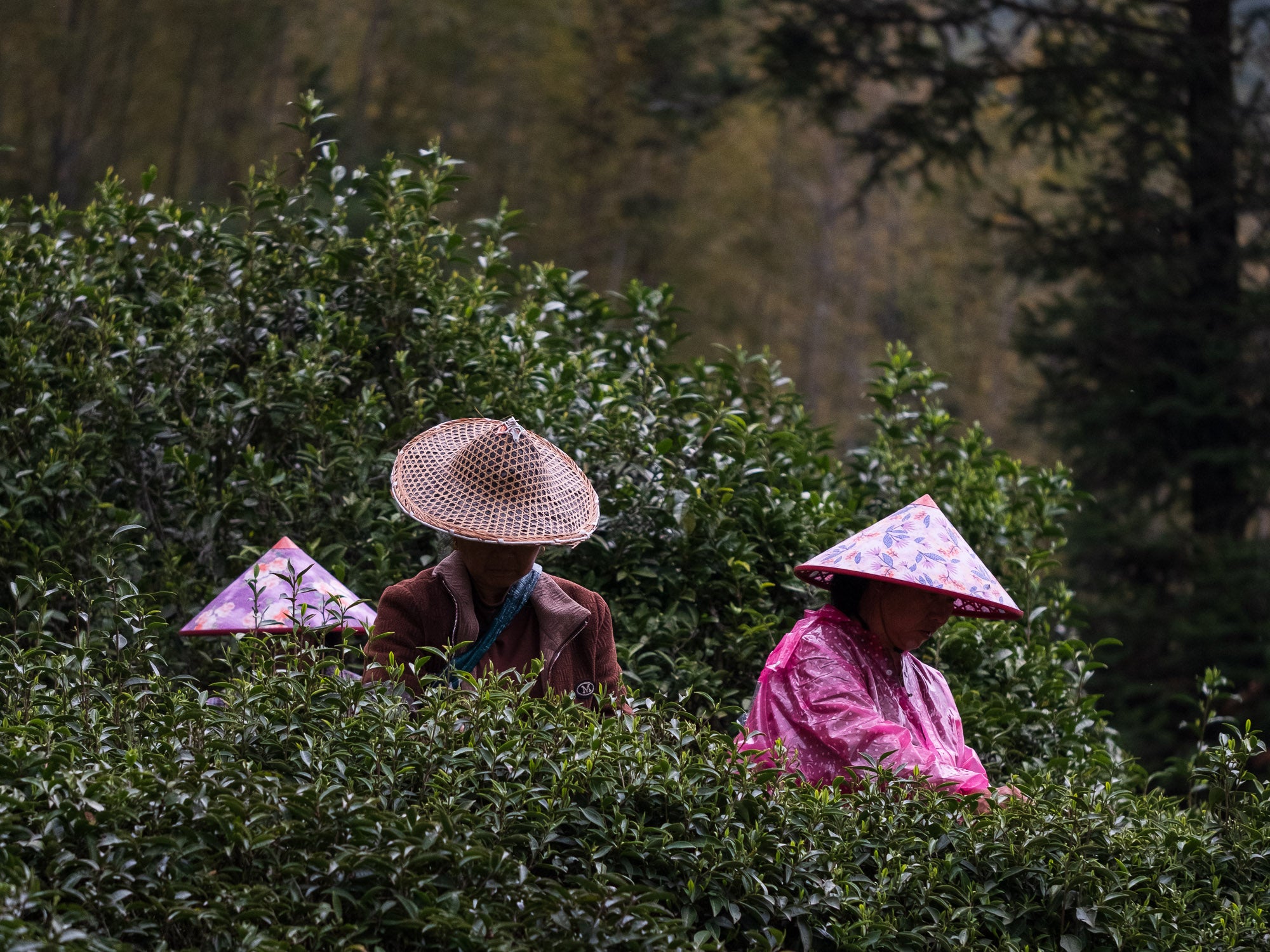 Té Negro Tongmuguan Árboles Centenarios - Floral