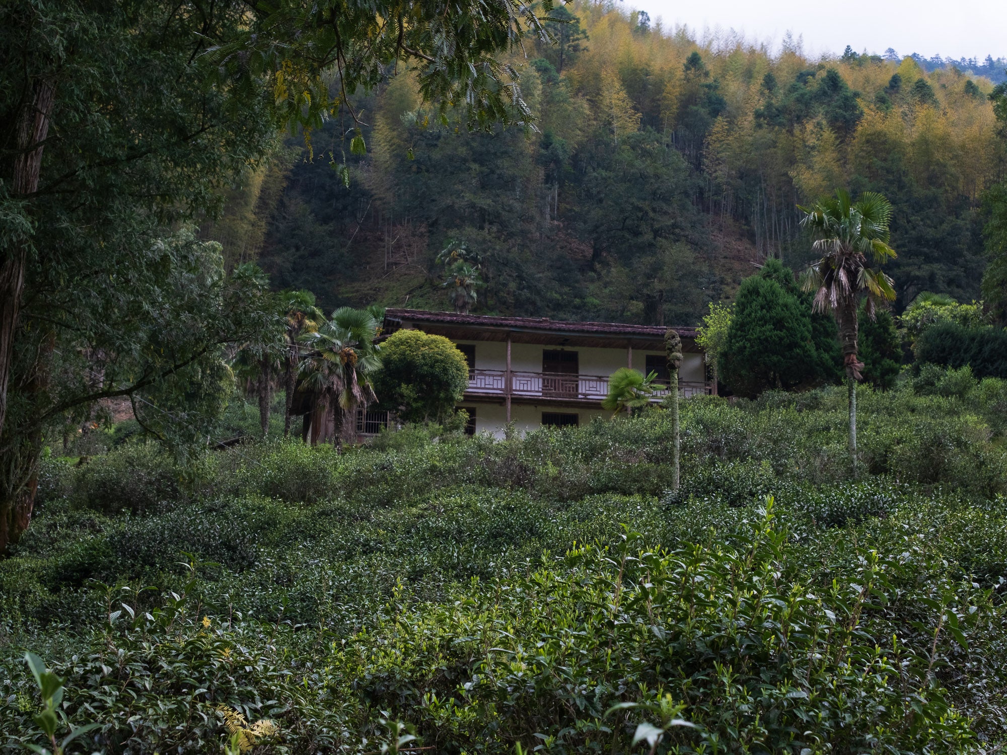 Té Negro Zhengshan Xiaozhong Ahumado - 2012
