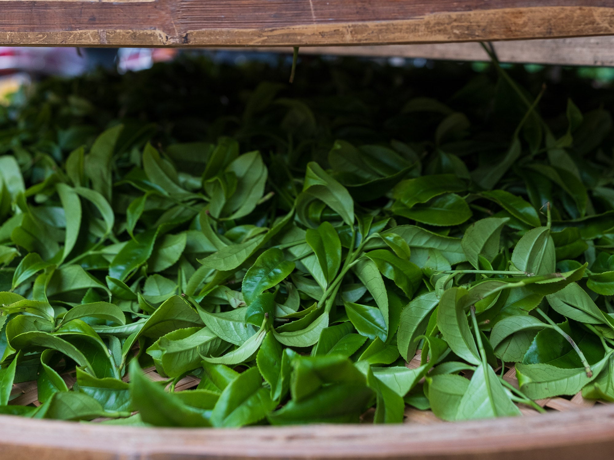 Té Oolong Dancong Ya Shi Xiang - Wudong