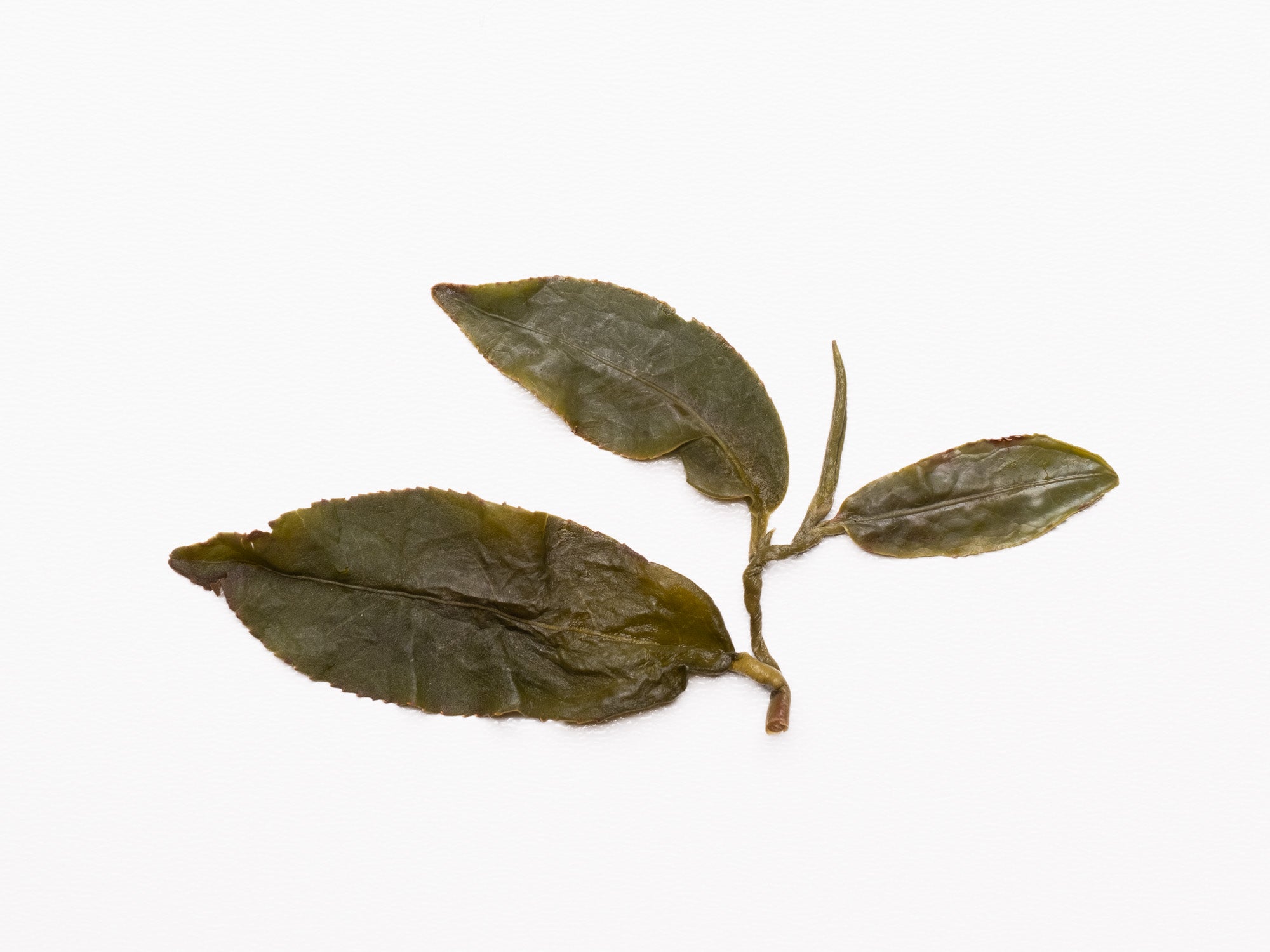 Hoja infusionada de té oolong Ruan Zhi de Tailandia