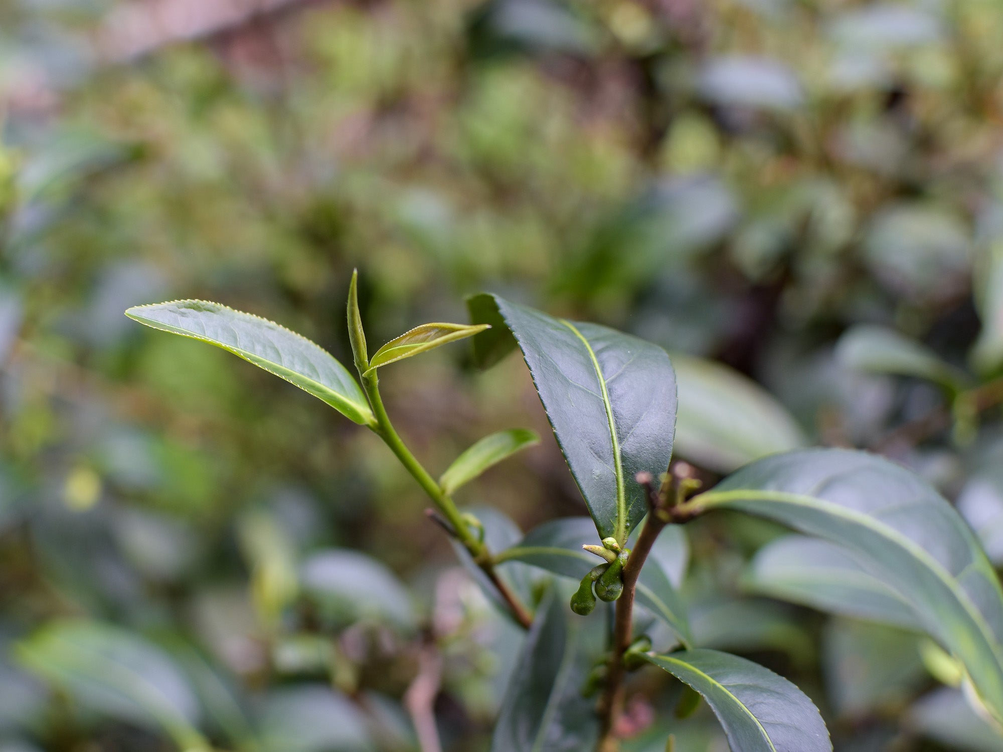 Té Oolong Rojo Jin Xuan de Tailandia